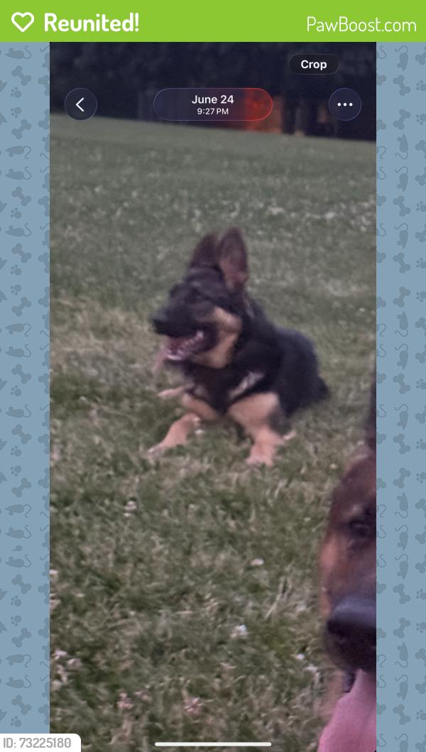 Reunited Female Dog last seen By the old highland farms, Mississauga, ON L4Z 3R2