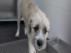 Shelter Stray Male Dog last seen Near BLOCK N WILLOW AVE, 333 Chandler Pl, San Bernardino, CA 92408, USA