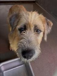 Shelter Stray Male Dog last seen 14TH ST X SEPULVEDA, 333 Chandler Pl, San Bernardino, CA 92408, USA