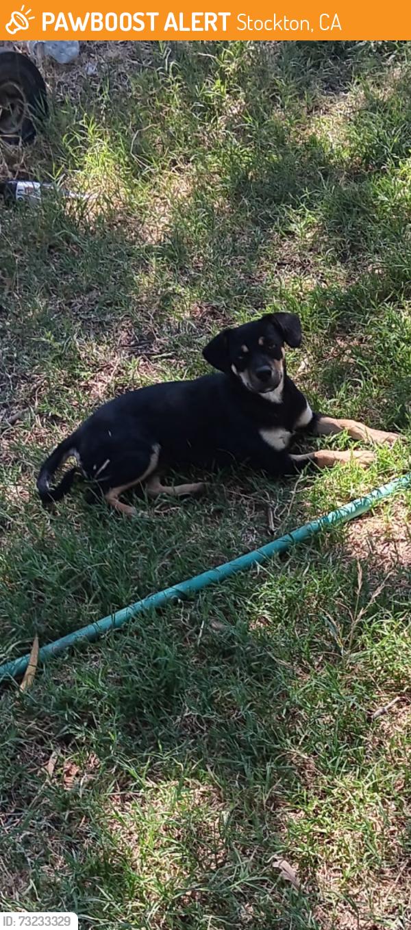 Found/Stray Female Dog last seen Mariposa road and JackTone road, Stockton, CA 95215