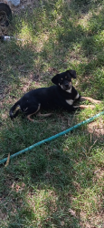 Found/Stray Female Dog last seen Mariposa road and JackTone road, Stockton, CA 95215