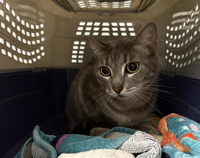 Shelter Stray Female Cat last seen , 600 Aviation Dr, Camarillo, CA 93010, USA
