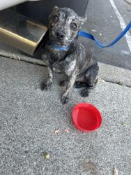 Reunited Male Dog last seen Arbor ridge apmts, Sacramento, CA 95842