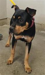Shelter Stray Female Dog last seen , 600 Aviation Dr, Camarillo, CA 93010, USA