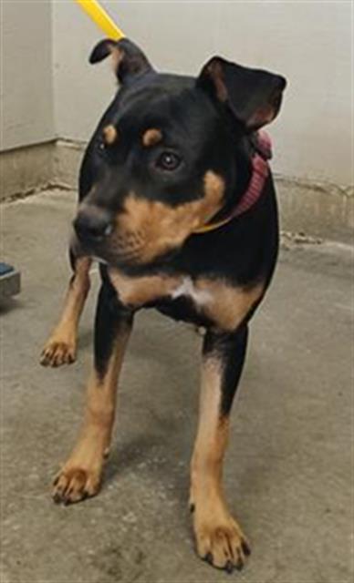 Shelter Stray Female Dog last seen , 600 Aviation Dr, Camarillo, CA 93010, USA