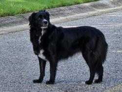 Reunited Unknown Dog last seen Crest Club Dr & W. Castle View Dr, Braselton, GA 30517