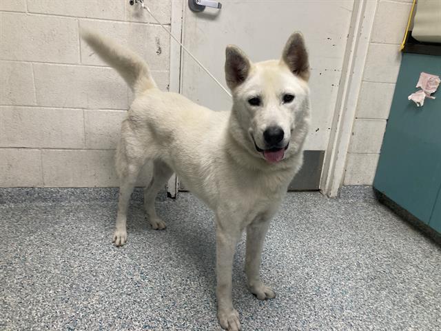 Shelter Stray Male Dog last seen Near BLK E HACKSONT ST LONG BEACH CA 90805, 7700 E Spring St, Long Beach, CA 90815, USA