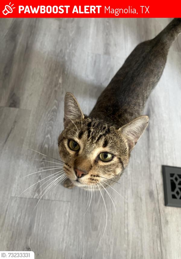 Lost Unknown Cat last seen Near Aden Magnolia tx, Magnolia, TX 77354