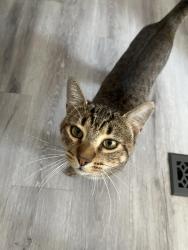 Lost Unknown Cat last seen Near Aden Magnolia tx, Magnolia, TX 77354