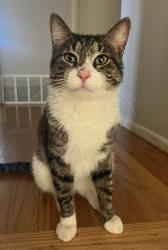 Lost Male Cat last seen Raupp blvd, Buffalo Grove, IL 60089