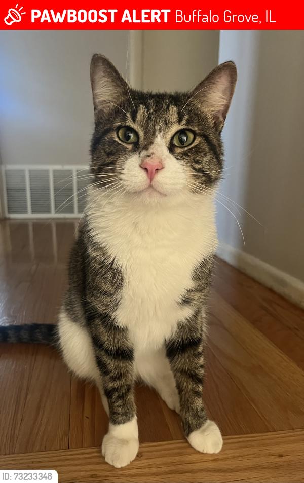 Lost Male Cat last seen Raupp blvd, Buffalo Grove, IL 60089