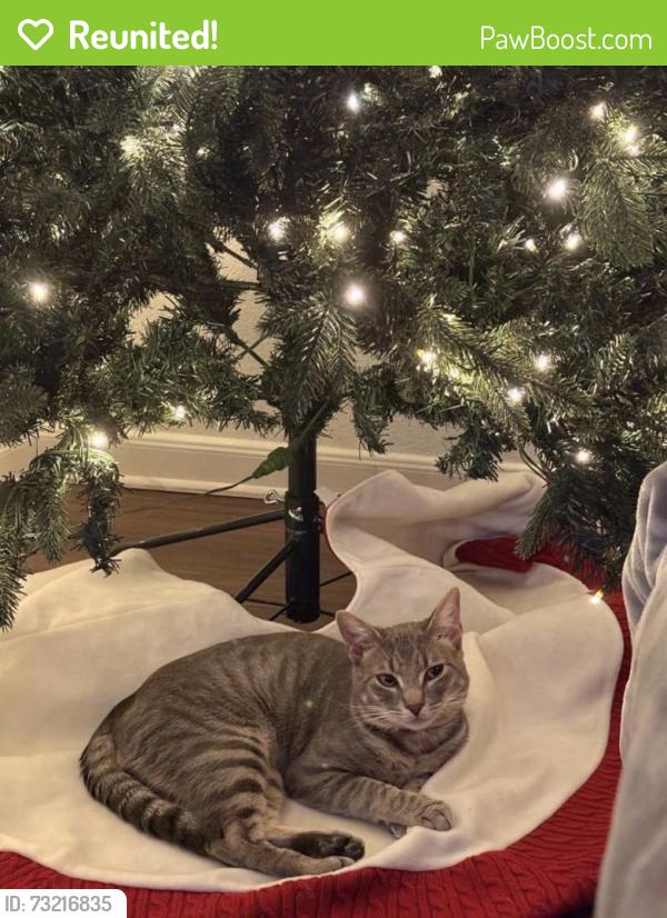 Reunited Male Cat last seen rustling chestnut st, Harris County, TX 77389