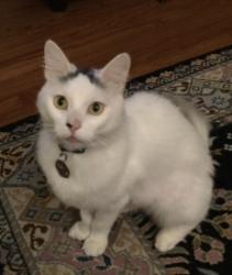 Lost Male Cat last seen Greenlake area, 73rd & Dayton, Seattle, WA 98103