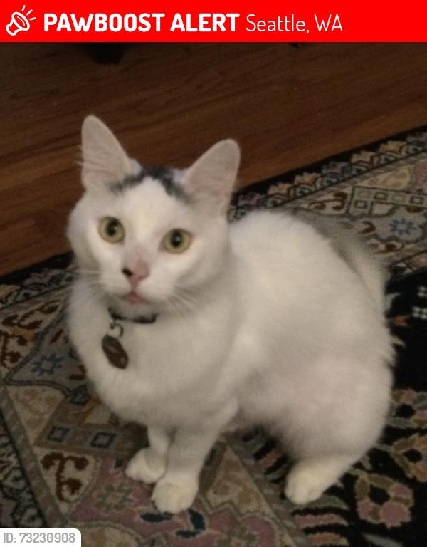 Lost Male Cat last seen Greenlake area, 73rd & Dayton, Seattle, WA 98103