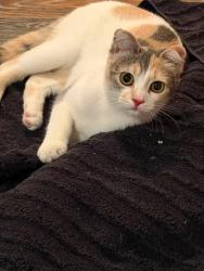 Lost Female Cat last seen near the intersection of Edward’s Rd and Joyner Swamp Rd near Golden Leaf Grocery & Grill, Galivants Ferry, SC 29544