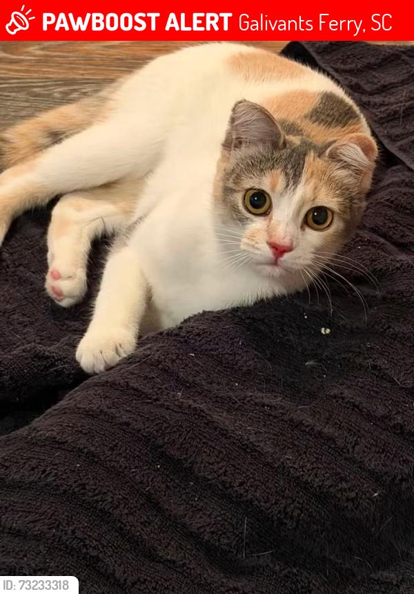 Lost Female Cat last seen near the intersection of Edward’s Rd and Joyner Swamp Rd near Golden Leaf Grocery & Grill, Galivants Ferry, SC 29544