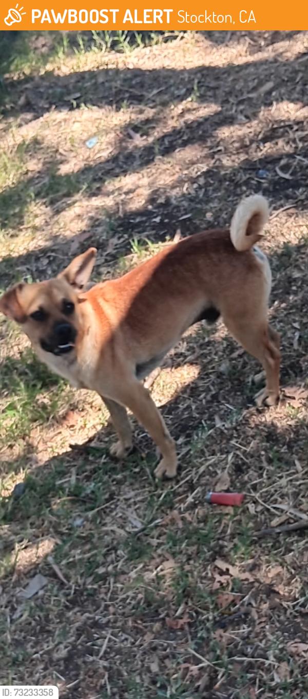 Found/Stray Male Dog last seen Jacktone road and Mariposa road, Stockton, CA 95215