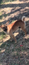 Found/Stray Male Dog last seen Jacktone road and Mariposa road, Stockton, CA 95215