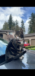 Reunited Male Cat last seen 140th Ave SE and SE 202nd ST, Kent, WA 98042