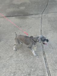 Found/Stray Male Dog last seen Stewart crest Ln Cypress, Tx 77433, Houston, TX 77433