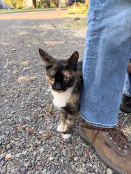 Found/Stray Unknown Cat last seen Sexton mtn rd and Murry, Beaverton, OR 97008