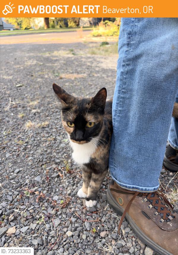 Found/Stray Unknown Cat last seen Sexton mtn rd and Murry, Beaverton, OR 97008