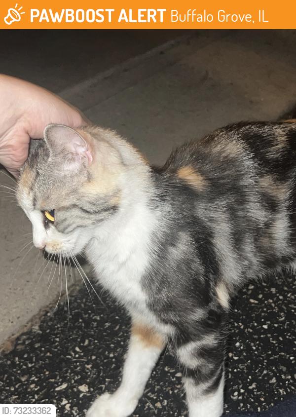 Found/Stray Unknown Cat last seen Waterbury on, Buffalo Grove, IL 60089