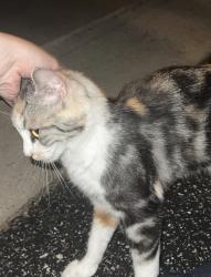 Found/Stray Unknown Cat last seen Waterbury on, Buffalo Grove, IL 60089
