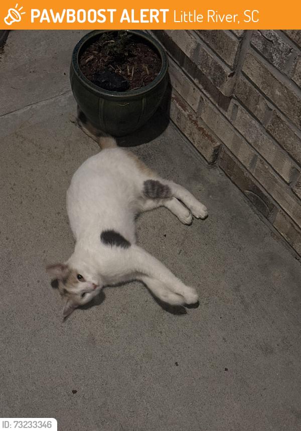 Found/Stray Unknown Cat last seen sports complex, Little River, SC 29566