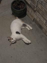 Found/Stray Unknown Cat last seen sports complex, Little River, SC 29566