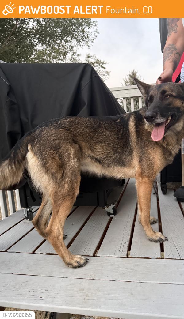 Found/Stray Male Dog last seen Harvest field way, Fountain, CO 80817