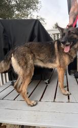 Found/Stray Male Dog last seen Harvest field way, Fountain, CO 80817