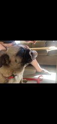 Lost Male Dog last seen Amethyst/Luna, Victorville, CA 92392