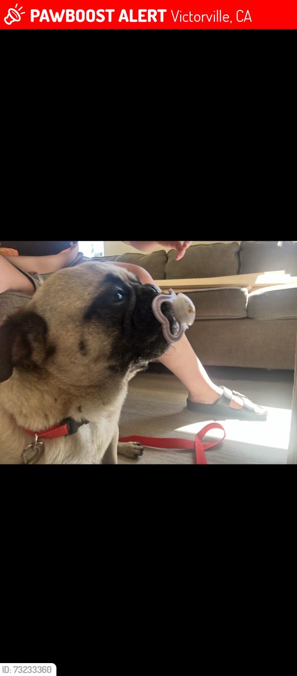 Lost Male Dog last seen Amethyst/Luna, Victorville, CA 92392