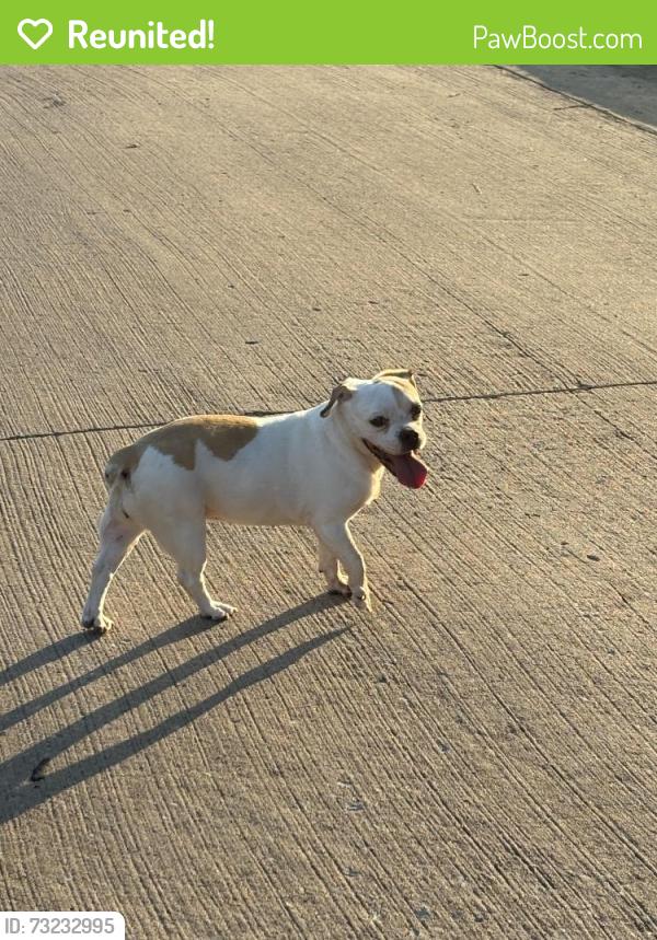 Reunited Female Dog last seen Blazing Star in Lone Star Ranch, Frisco, TX 75036