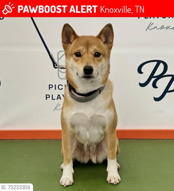 Lost Female Dog last seen Near Croydon Road NW, Knoxville, TN 37921