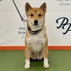 Lost Female Dog last seen Near Croydon Road NW, Knoxville, TN 37921