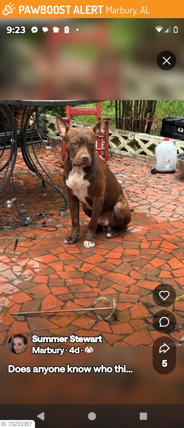 Found/Stray Male Dog last seen Marbury Middle School, Marbury, AL 36051