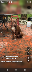 Found/Stray Male Dog last seen Marbury Middle School, Marbury, AL 36051