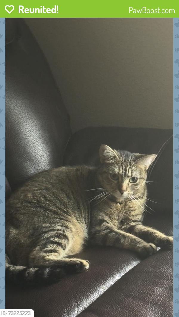 Reunited Female Cat last seen Celano drive, Fort Bend County, TX 77406