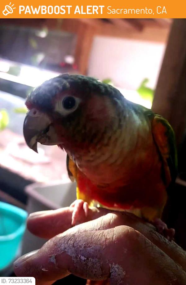 Found/Stray Unknown Bird last seen Broadway, Sacramento, CA 95817