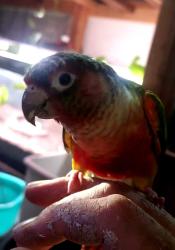 Found/Stray Unknown Bird last seen Broadway, Sacramento, CA 95817