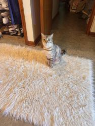 Reunited Female Cat last seen Orchard St and Frederick St, Delmar, NY 12054