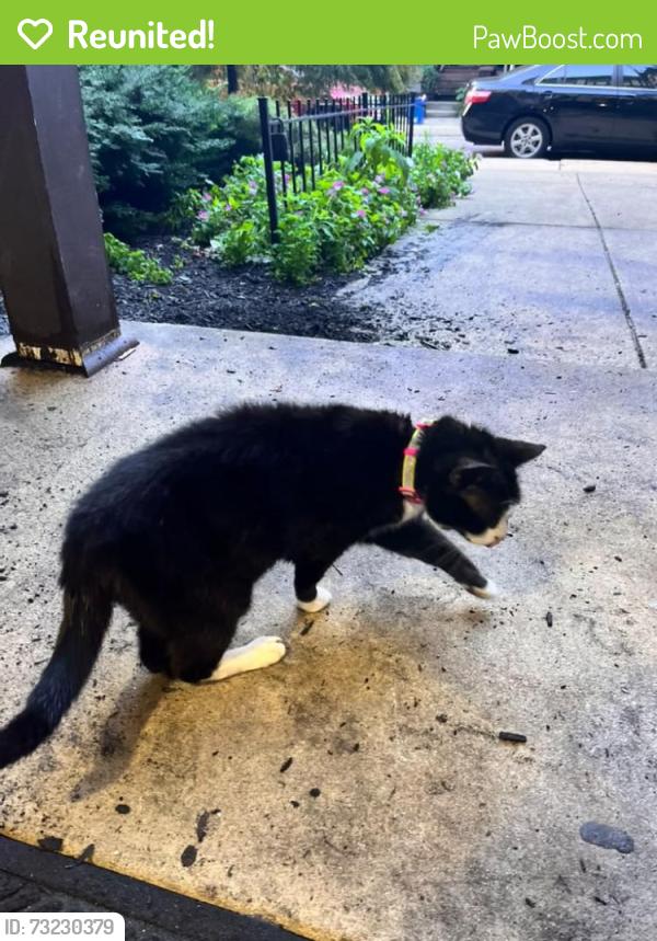 Reunited Unknown Cat last seen Near osage avenue, zip 19104, Philadelphia, PA 19104