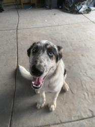 Found/Stray Male Dog last seen Near Wells Fargo Rd, Lake Elsinore, CA 92532, Lake Elsinore, CA 92532
