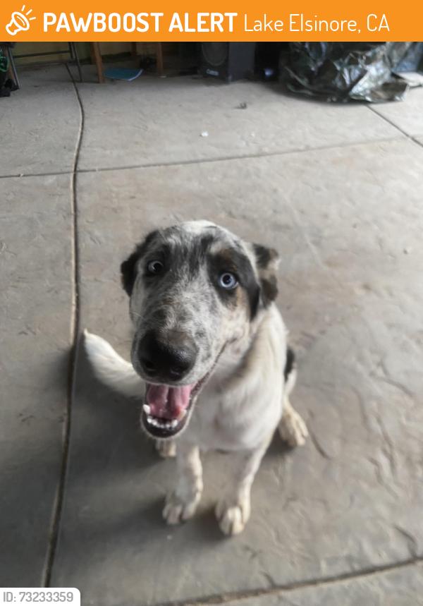 Found/Stray Male Dog last seen Near Wells Fargo Rd, Lake Elsinore, CA 92532, Lake Elsinore, CA 92532