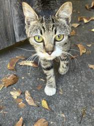 Found/Stray Female Cat last seen Near Bellerose Drive, San Jose, CA 95128