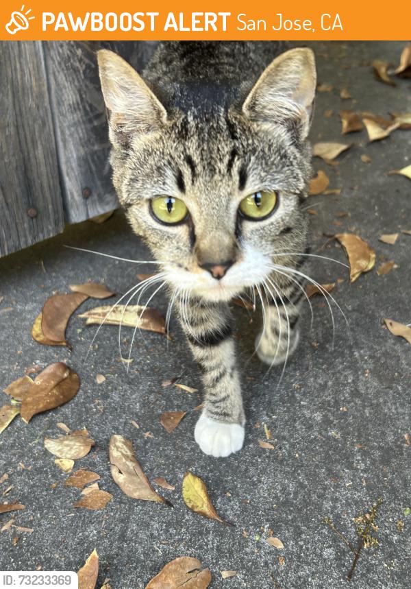 Found/Stray Female Cat last seen Near Bellerose Drive, San Jose, CA 95128