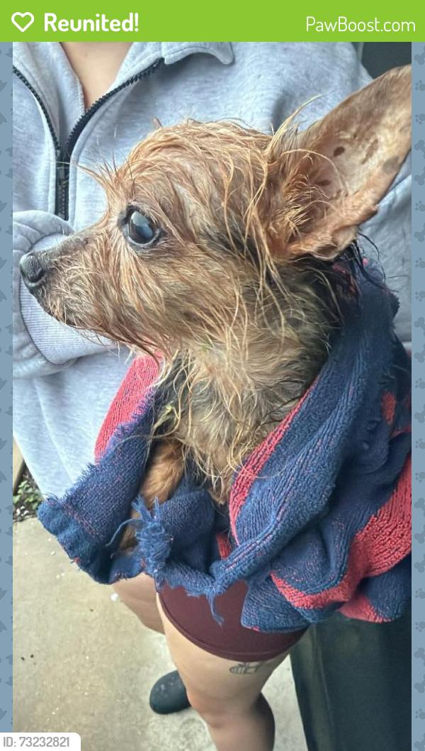 Reunited Unknown Dog last seen Springfield Drive, Beacon Square, FL 34691