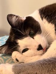 Reunited Male Cat last seen Shelburne Court, Centreville, VA 20120